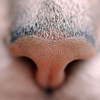 kucing mempunyai hidung kering