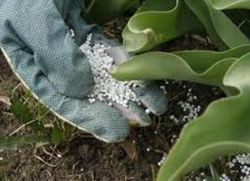 manuale fertilizzante nitrofosca