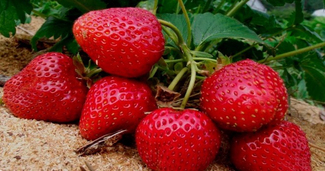 Menjaga strawberi pada musim bunga - peraturan mudah untuk mendapatkan tuaian yang kaya