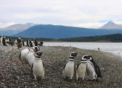 Pulau penguin Isla Martillo