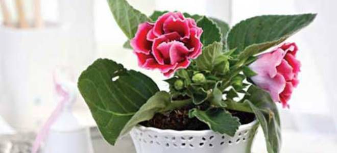 gloxinia dari biji di rumah