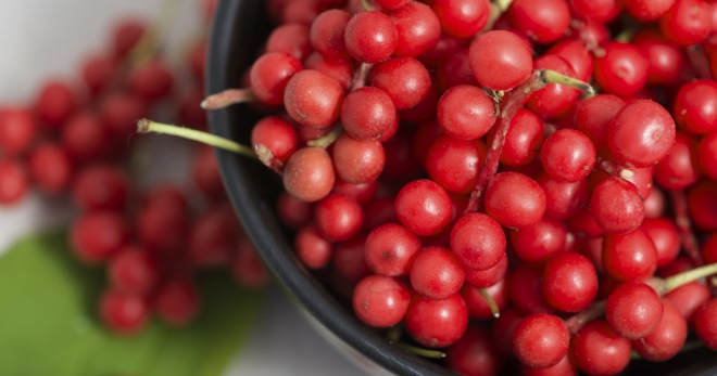 Berries of Schisandra - kit pertolongan cemas di dalam satu tumbuhan
