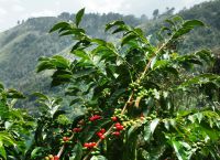 Kavos medis, kurio vaisiai naudojami kavos Blue Mountain gamybai