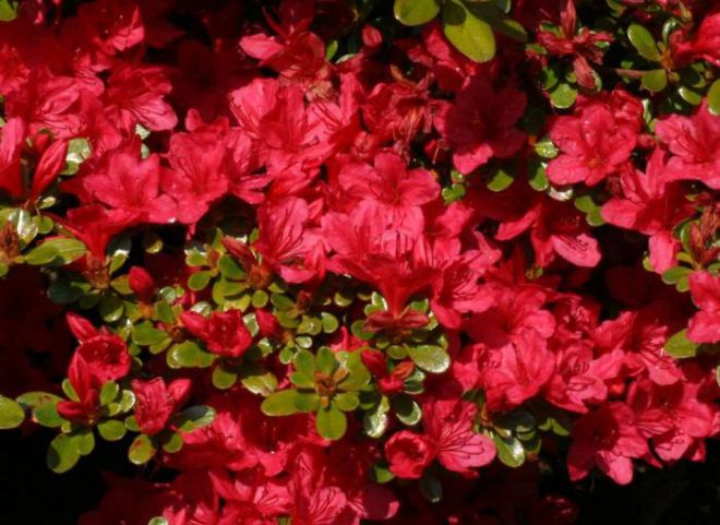 azalea japanese vix scarlet