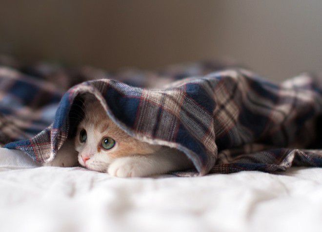 rawatan sembelit dalam anak kucing di rumah