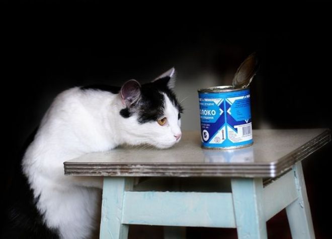 Kucing susu kental dari sembelit