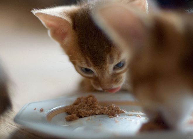 apa yang perlu memberi makan anak kucing dengan sembelit