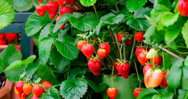 Strawberry ampel - penanaman jenis yang paling popular