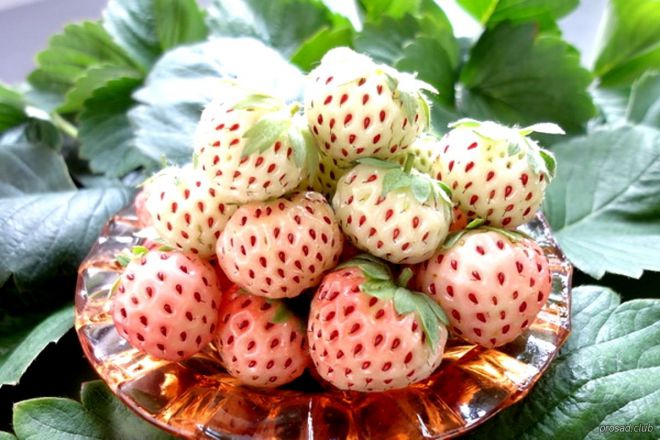 strawberry ampel nanas