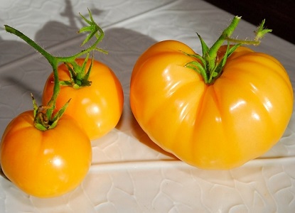 1 laipsnio geltonieji pomidorai