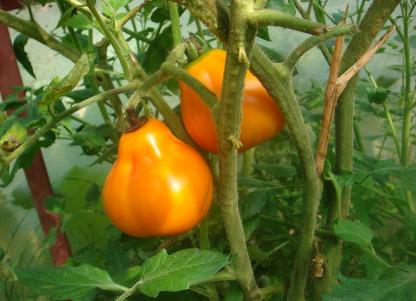 2 laipsnio geltonieji pomidorai
