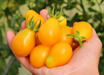 3 laipsnio geltonieji pomidorai