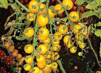 4 laipsnio geltonieji pomidorai
