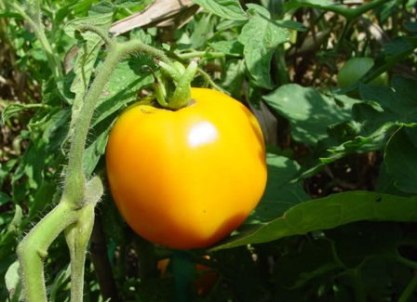 6 klasės geltonieji pomidorai
