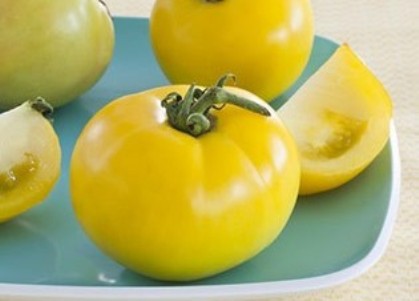 Geltonos pomidoros 7