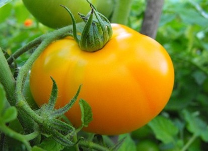 8 laipsnio geltonieji pomidorai