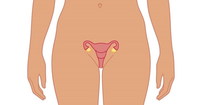 Женская матка – как устроен орган, каковы его размеры и функции в разные периоды жизни?