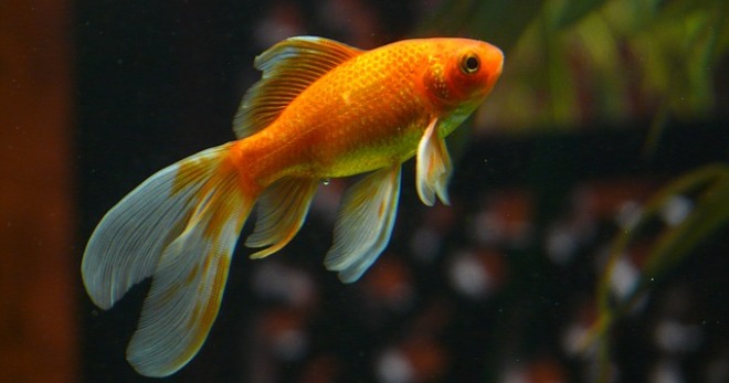 Ikan emas dalam akuarium - peraturan penting kandungan