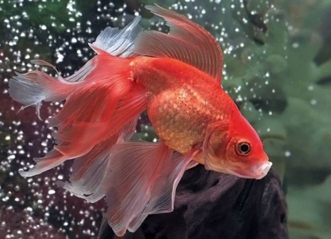 voodechvost goldfish